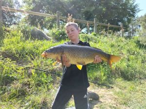 Common Carp