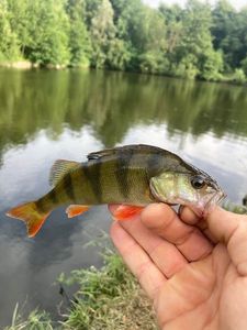 European Perch