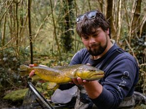 Brown Trout