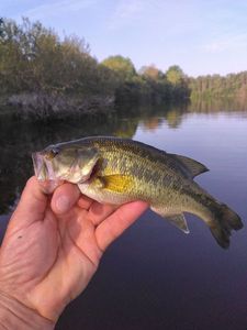 Largemouth Bass