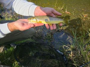Brown Trout
