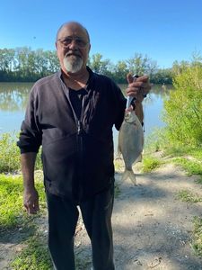 Crucian Carp