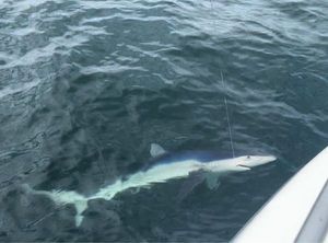 Blue Shark