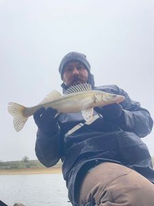 Zander