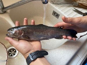 Rainbow Trout