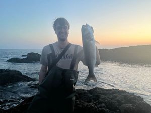European Bass (Seabass)