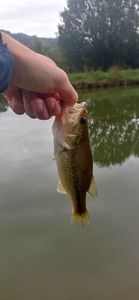 Largemouth Bass