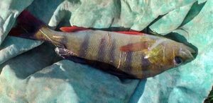 European Perch