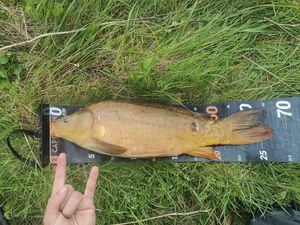 Mirror Carp