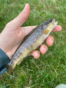 Brown Trout