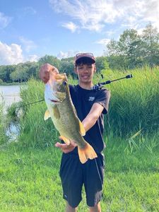 Largemouth Bass