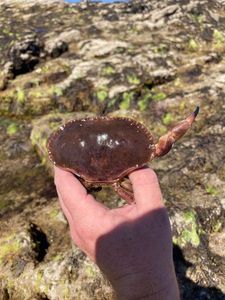 Brown Crab