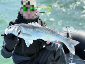 European Bass (Seabass)