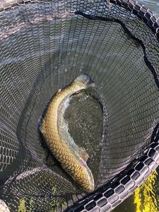 Rainbow Trout