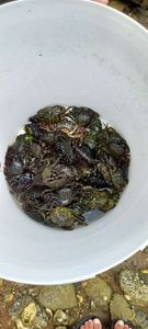 Warty Crab
