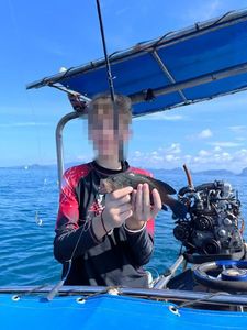 Coral Hind