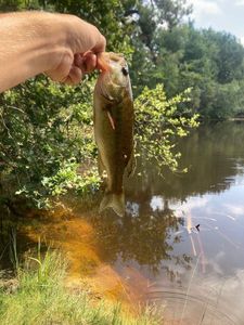 Largemouth Bass