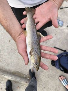 Brown Trout