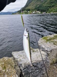 Mackerel