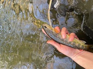 Brown Trout