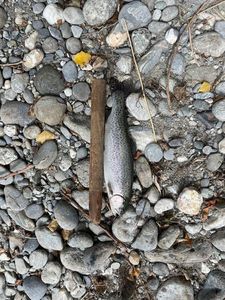Rainbow Trout