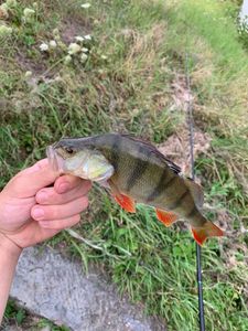 European Perch