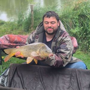 Common Carp