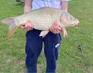 Common Carp
