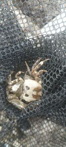 Crabe marbré 