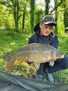 Common Carp