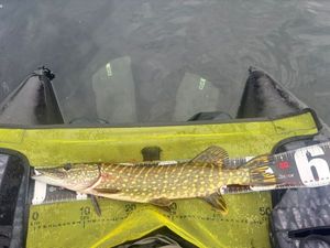 Northern Pike