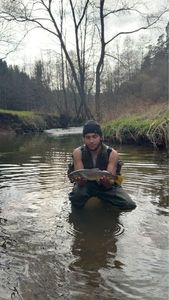 Brown Trout