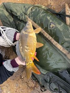 Mirror Carp