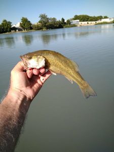 Smallmouth Bass