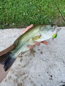 Largemouth Bass