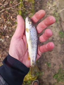 Brown Trout