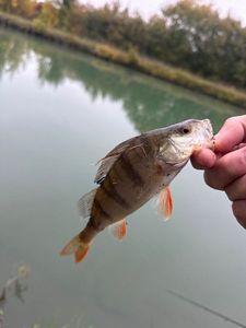 European Perch