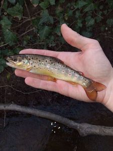 Brown Trout