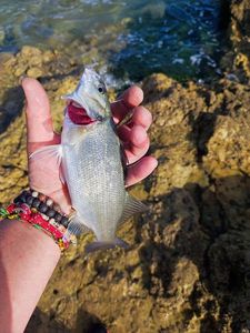 European Bass (Seabass)