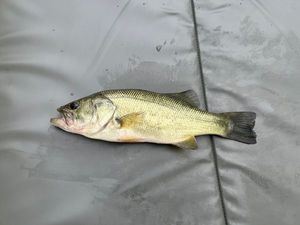 Smallmouth Bass