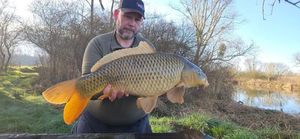 Common Carp