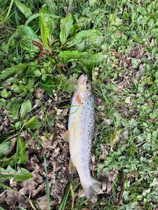 Brown Trout