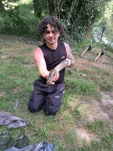 European Eel (Common Eel)