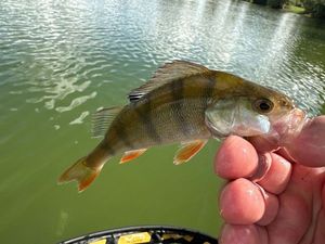 European Perch