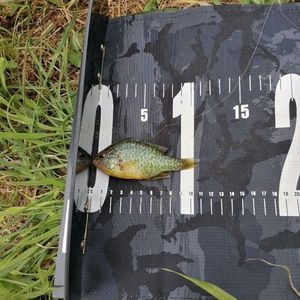 Green Sunfish