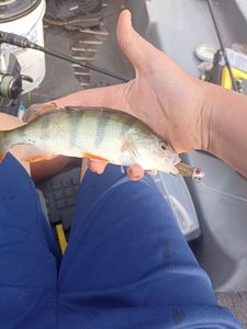 European Perch