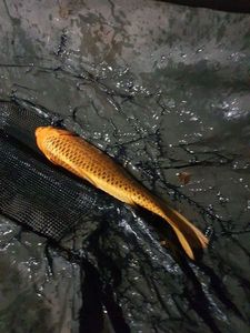Koï Fish