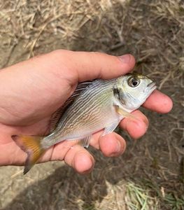 Gilthead Seabream