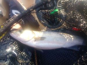 European Bass (Seabass)