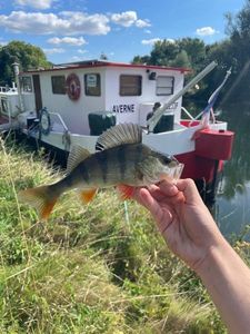 European Perch